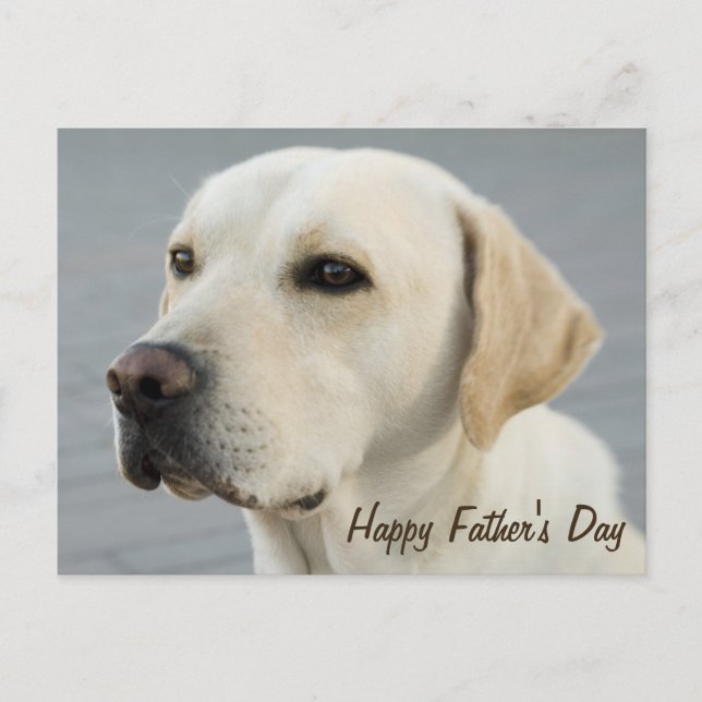Golden Labrador Retriever Photograph Father's Day Postcard (Front)
