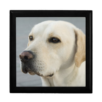 Golden Labrador Retriever Photograph Gift Box