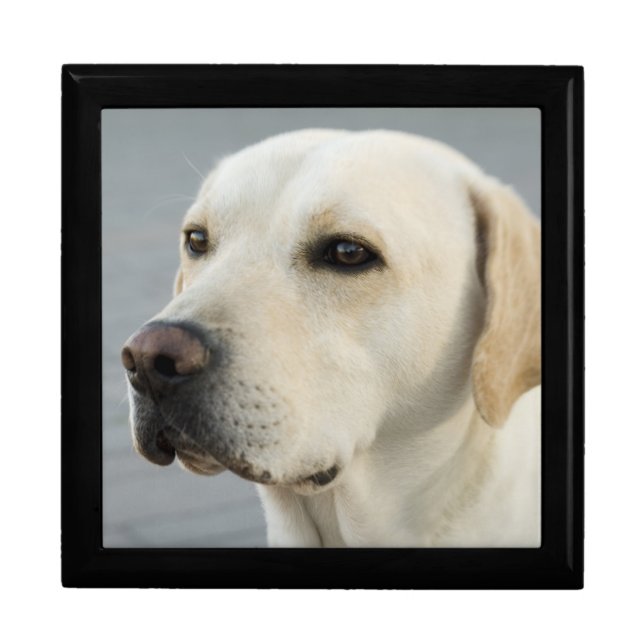 Golden Labrador Retriever Photograph Gift Box (Front)