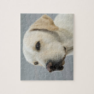 Golden Labrador Retriever Photograph Jigsaw Puzzle