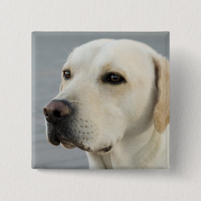 Golden Labrador Retriever Photograph Pinback Button (Front)