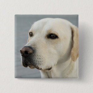 Golden Labrador Retriever Photograph Pinback Button