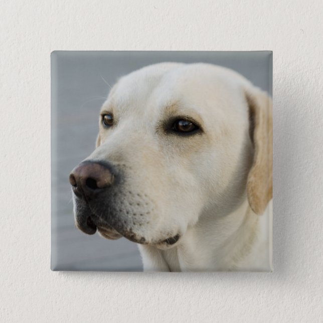 Golden Labrador Retriever Photograph Pinback Button (Front)