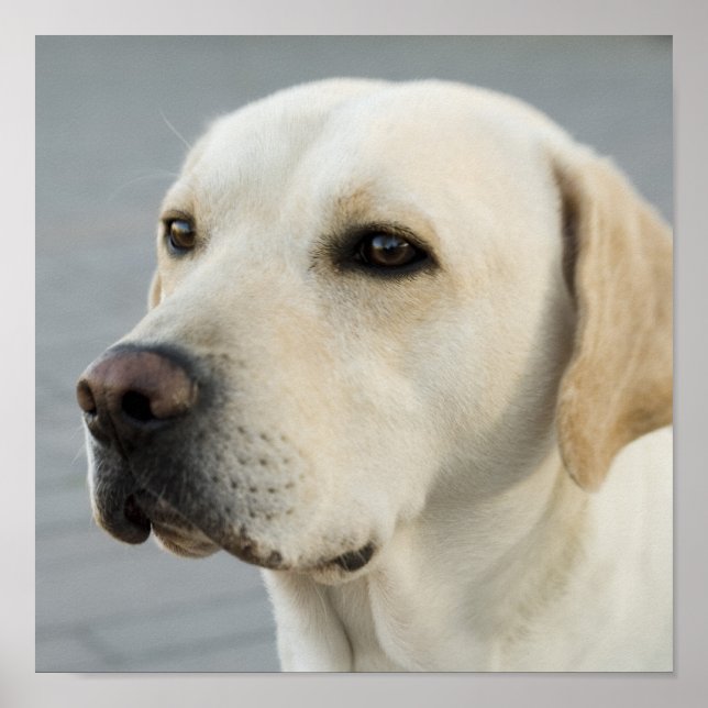 Golden Labrador Retriever Photograph Poster (Front)