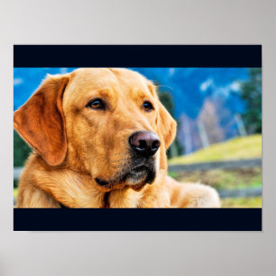 Golden Labrador Retriever Poster