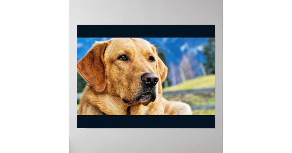 Golden Labrador Retriever Poster | Zazzle