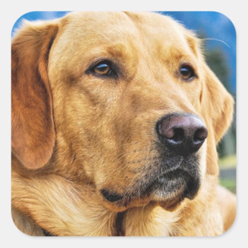 Golden Labrador Retriever Square Sticker