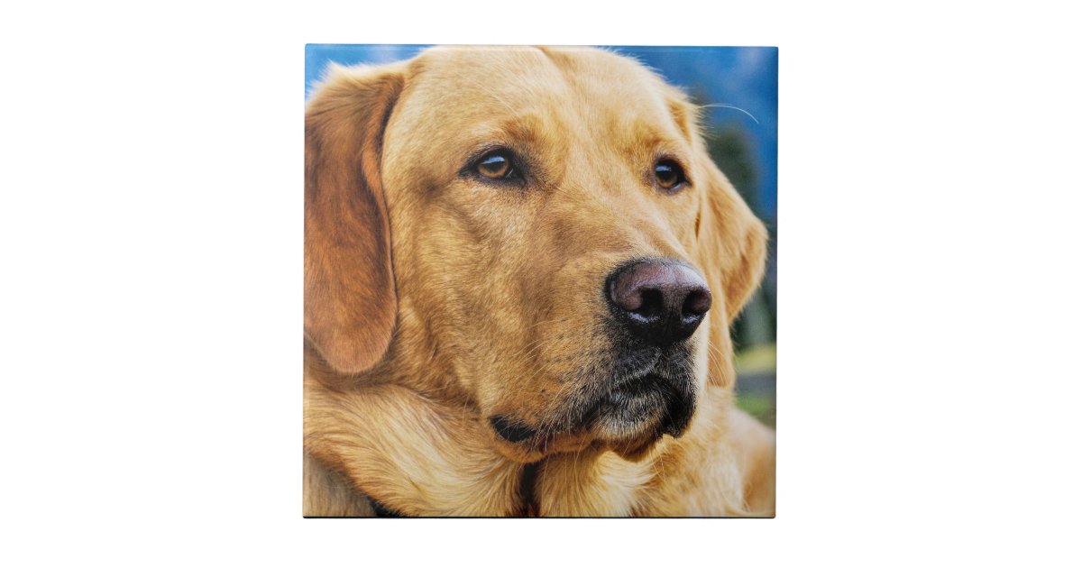 Golden Labrador Retriever Tile | Zazzle