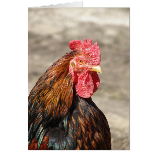 Golden Laced Bantam Cochin Rooster Cards (Front)