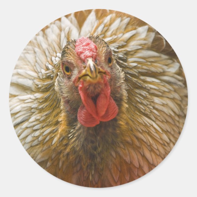 Golden-laced Wyandotte Hen Classic Round Sticker (Front)