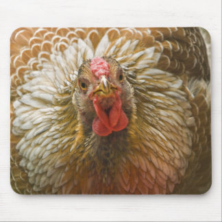Golden Laced Wyandotte Hen Mouse Pad