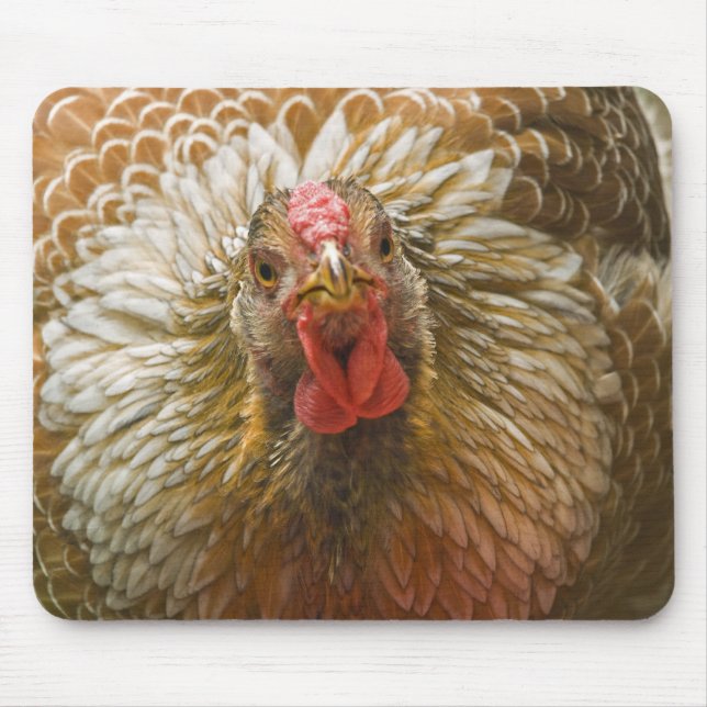 Golden Laced Wyandotte Hen Mouse Pad (Front)