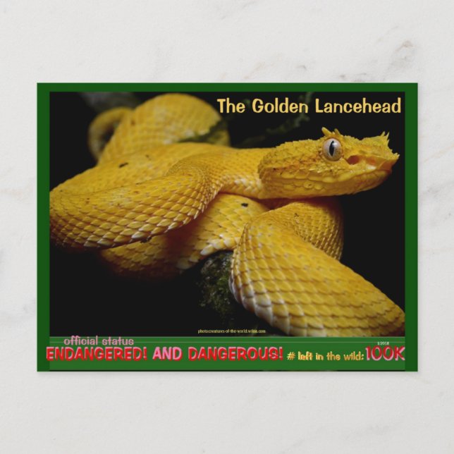 Golden Lancehead, most dangerous endangered snake Postcard (Front)