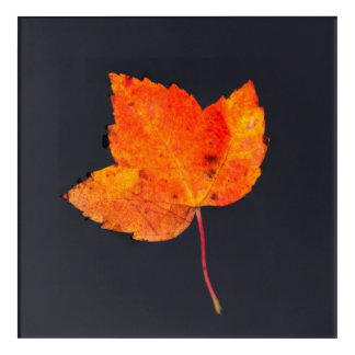 Golden leaf of fall acrylic print
