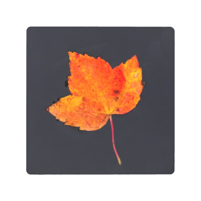 Golden leaf of fall metal print (Front)