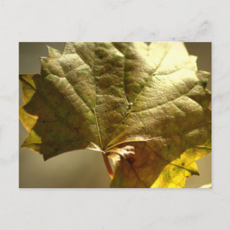 Golden Leaf Photograph On Postcard