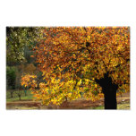 Golden Leaves Of The Chestnut In Autumn In The Sie Photo Print at Zazzle