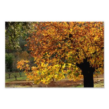 Golden Leaves Of The Chestnut In Autumn In The Sie Photo Print by FormaNatural at Zazzle