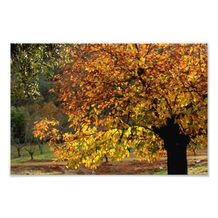 Golden Leaves Of The Chestnut In Autumn In The Sie Photo Print