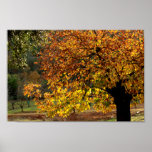 Golden Leaves Of The Chestnut In Autumn In The Sie Poster at Zazzle