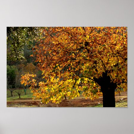 Golden Leaves Of The Chestnut In Autumn In The Sie Poster