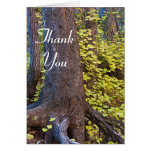 Golden leaves on the west fork trail. Thank you