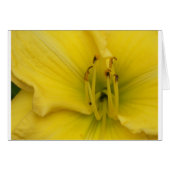 Golden Lily (Front Horizontal)