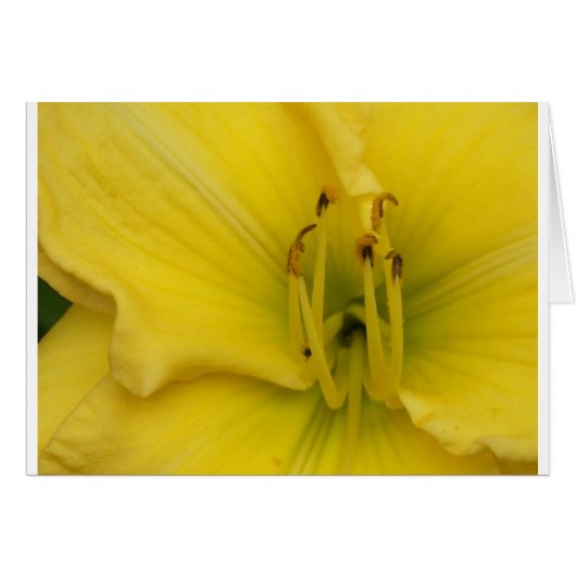 Golden Lily Cards (Front Horizontal)