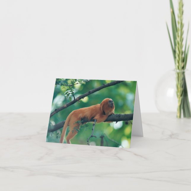 GOLDEN LION TAMARIN MONKEY GREETING CARD (Front)