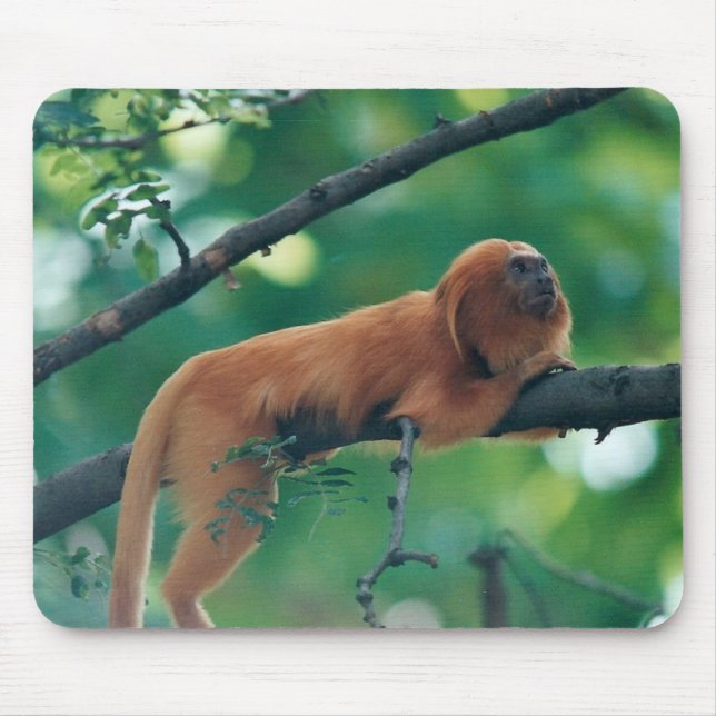 GOLDEN LION TAMARIN MONKEY MARMOSET MOUSE PAD (Front)