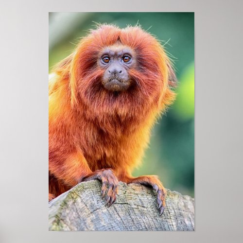 Golden Lion Tamarin perched on log close up Poster