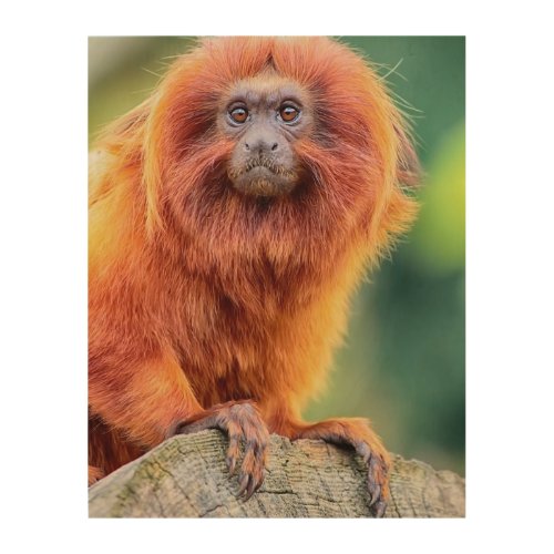 Golden Lion Tamarin perched on log close up Wood Wall Decor