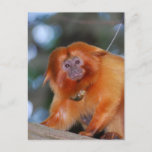 Golden Lion Tamarin Postcard