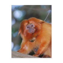 Golden Lion Tamarin Postcard