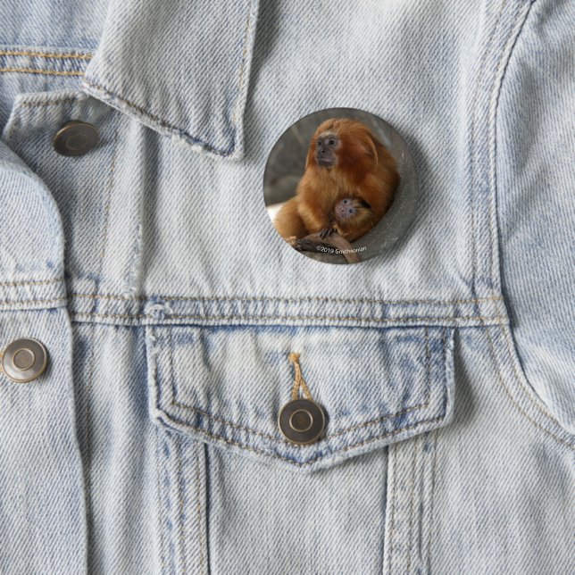 Golden Lion Tamarin with Baby 2 Button (In Situ)