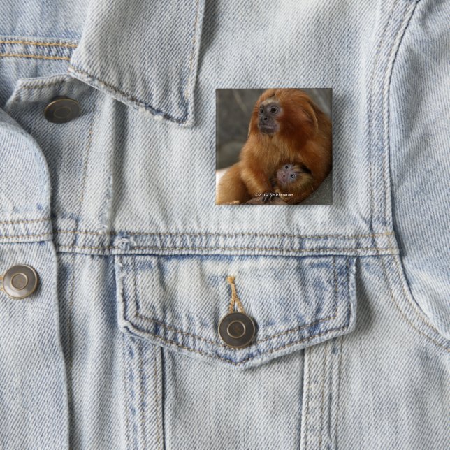 Golden Lion Tamarin with Baby Button (In Situ)