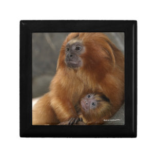 Golden Lion Tamarin with Baby Gift Box