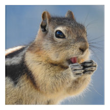 Golden Mantled Ground Squirrel Acrylic Art Print