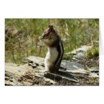 Golden-Mantled Ground Squirrel at Glacier I Cards