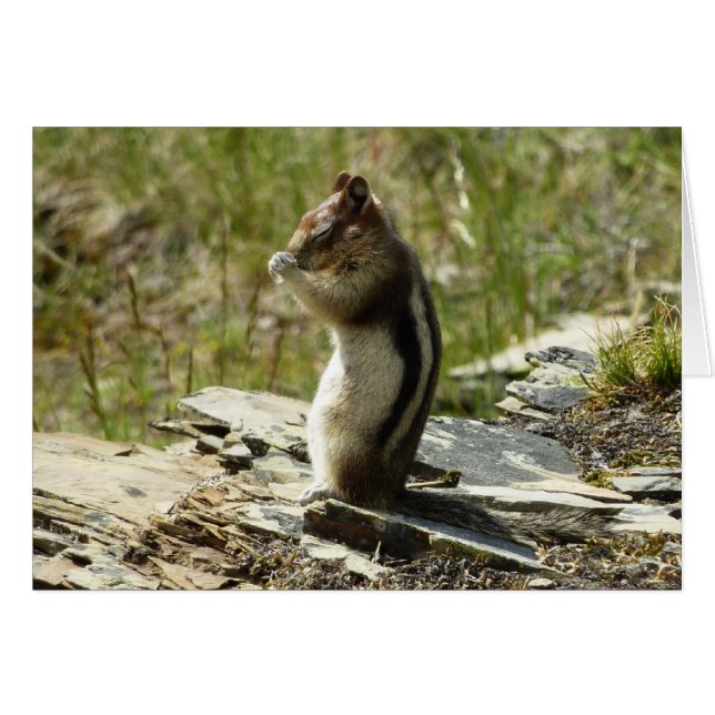 Golden-Mantled Ground Squirrel at Glacier I Cards (Front Horizontal)