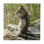 Golden-Mantled Ground Squirrel at Glacier I Ceramic Tile