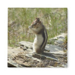 Golden-Mantled Ground Squirrel at Glacier I Magnet