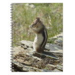 Golden-Mantled Ground Squirrel at Glacier I Notebook