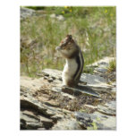 Golden-Mantled Ground Squirrel at Glacier I Photo Print