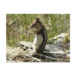 Golden-Mantled Ground Squirrel at Glacier I Postcard