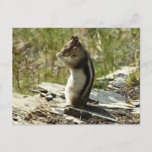 Golden_Mantled Ground Squirrel at Glacier I Postcard