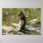 Golden-Mantled Ground Squirrel at Glacier I Poster