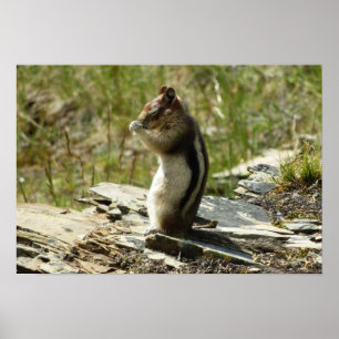 Golden-Mantled Ground Squirrel at Glacier I Poster