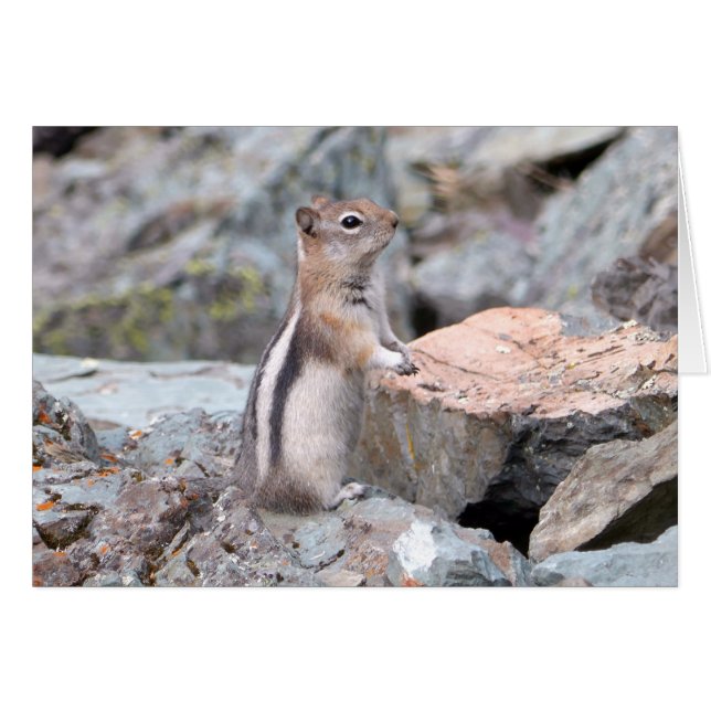 Golden-Mantled Ground Squirrel at Glacier II Cards (Front Horizontal)