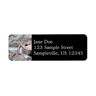 Golden-Mantled Ground Squirrel at Glacier II Label